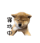 SORAのいる生活（個別スタンプ：9）