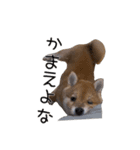 SORAのいる生活（個別スタンプ：11）