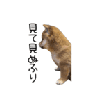 SORAのいる生活（個別スタンプ：15）