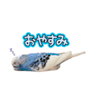 インコのぷーちゃんとダックスのけりー①（個別スタンプ：2）