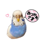 インコのぷーちゃんとダックスのけりー①（個別スタンプ：5）