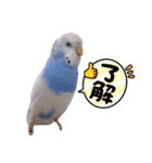 インコのぷーちゃんとダックスのけりー①（個別スタンプ：6）
