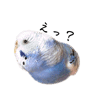 インコのぷーちゃんとダックスのけりー①（個別スタンプ：11）