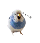 インコのぷーちゃんとダックスのけりー①（個別スタンプ：13）