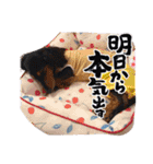 インコのぷーちゃんとダックスのけりー①（個別スタンプ：15）
