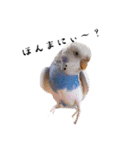 インコのぷーちゃんとダックスのけりー①（個別スタンプ：16）