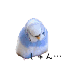 インコのぷーちゃんとダックスのけりー①（個別スタンプ：17）