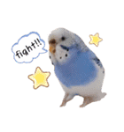 インコのぷーちゃんとダックスのけりー①（個別スタンプ：18）