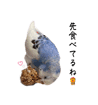 インコのぷーちゃんとダックスのけりー①（個別スタンプ：20）