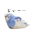 インコのぷーちゃんとダックスのけりー①（個別スタンプ：23）