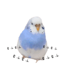 インコのぷーちゃんとダックスのけりー①（個別スタンプ：24）