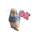 インコのぷーちゃんとダックスのけりー①（個別スタンプ：26）