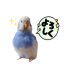 インコのぷーちゃんとダックスのけりー①（個別スタンプ：30）
