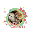 ちゃぴもかすみこ第4弾（個別スタンプ：29）