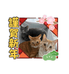 ちゃぴもかすみこ第4弾（個別スタンプ：31）