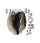 ワカメです！（個別スタンプ：11）