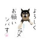 ワカメです！（個別スタンプ：13）