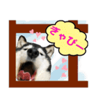 ワカメです！（個別スタンプ：24）