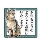 意外と使えるリアル猫の年末年始 [再販]（個別スタンプ：5）