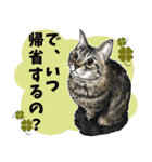 意外と使えるリアル猫の年末年始 [再販]（個別スタンプ：12）