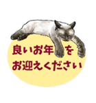 意外と使えるリアル猫の年末年始 [再販]（個別スタンプ：16）