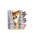 柴犬さんの一年中使えるスタンプ（個別スタンプ：19）