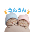 スコティッシュ猫 可愛い 冬の思いやり（個別スタンプ：19）