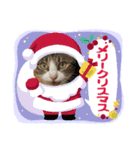 たまそらクリスマス2024（個別スタンプ：7）