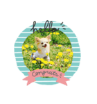 ラブリーシナモン（個別スタンプ：8）