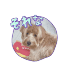 ぼんやりラテ（個別スタンプ：6）