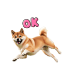 ランナー柴犬太の日常会話（個別スタンプ：2）