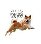 ランナー柴犬太の日常会話（個別スタンプ：6）