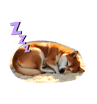 ランナー柴犬太の日常会話（個別スタンプ：7）