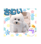 ビションのMINT♂︎冬version（個別スタンプ：3）