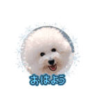 ビションのMINT♂︎冬version（個別スタンプ：4）