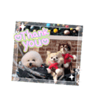 ビションのMINT♂︎冬version（個別スタンプ：6）