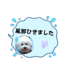 ビションのMINT♂︎冬version（個別スタンプ：15）