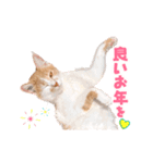 おめでたい動く親子ねこスタンプ（個別スタンプ：3）