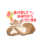 おめでたい動く親子ねこスタンプ（個別スタンプ：4）