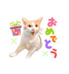 おめでたい動く親子ねこスタンプ（個別スタンプ：8）
