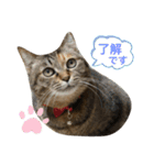 あんずちゃん其の13（個別スタンプ：3）
