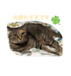 あんずちゃん其の13（個別スタンプ：4）