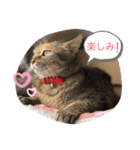 あんずちゃん其の13（個別スタンプ：7）