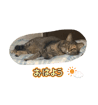 あんずちゃん其の13（個別スタンプ：11）