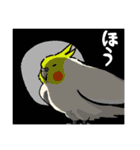 オカメインコ図鑑1（個別スタンプ：33）