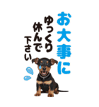 BIGで可愛い♡ミニチュア・ピンシャー推犬（個別スタンプ：11）