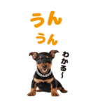 BIGで可愛い♡ミニチュア・ピンシャー推犬（個別スタンプ：22）