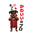 BIGで可愛い♡ミニチュア・ピンシャー推犬（個別スタンプ：25）