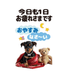 BIGで可愛い♡ミニチュア・ピンシャー推犬（個別スタンプ：32）