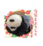 あけおめ！パンダアレンジスタンプ 春も！（個別スタンプ：9）